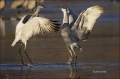 New-Mexico;Southwest-USA;Sandhill-Crane;Crane;Grus-canadensis;Pair;close-up;colo